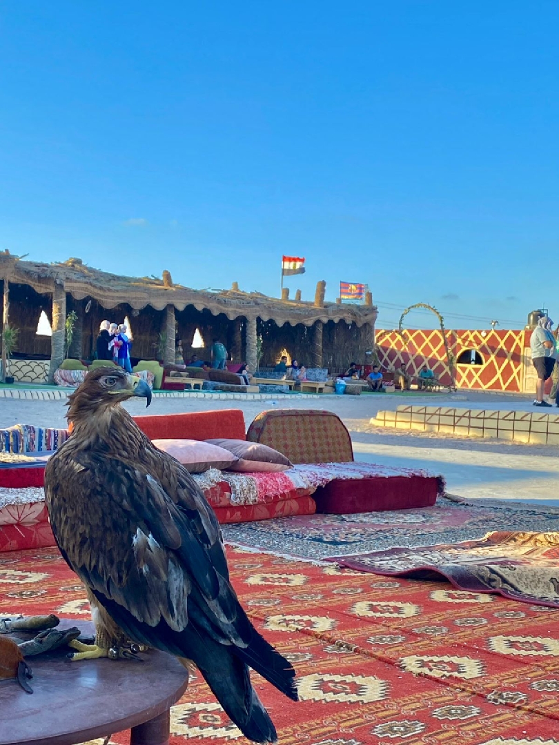 سفاري الريان 